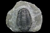 Pedinopariops Trilobite - Mrakib, Morocco #126319-2